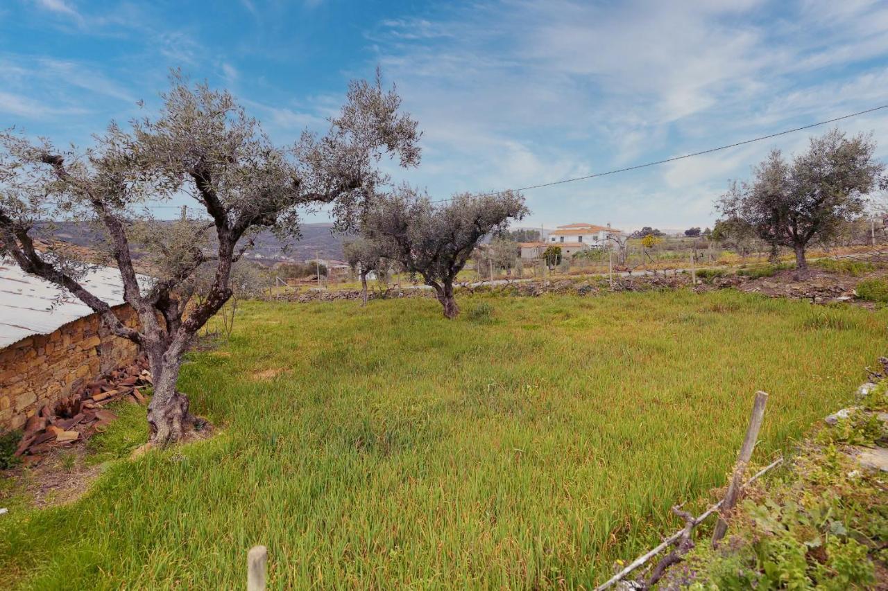 Pomar Das Oliveiras - Private Swimming Pool - Free Ev Chrg - Pet Friendly Carvalhal  Extérieur photo